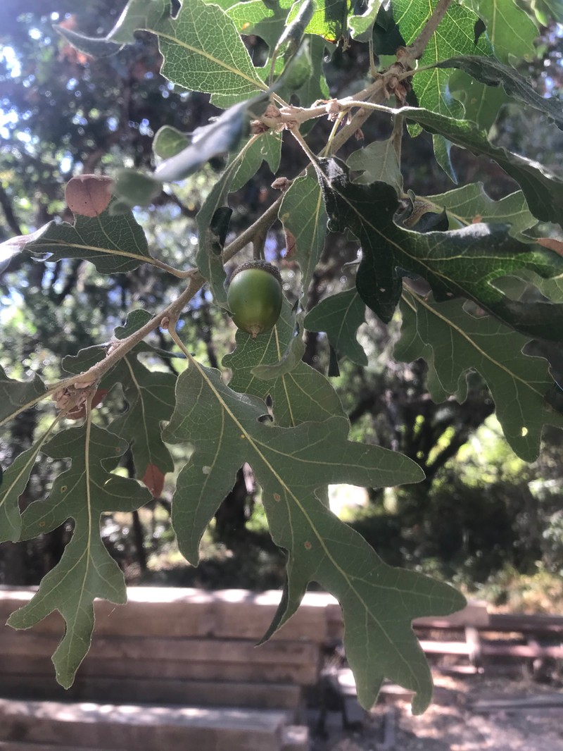 Quercus garryana var. fruticosa photo 5