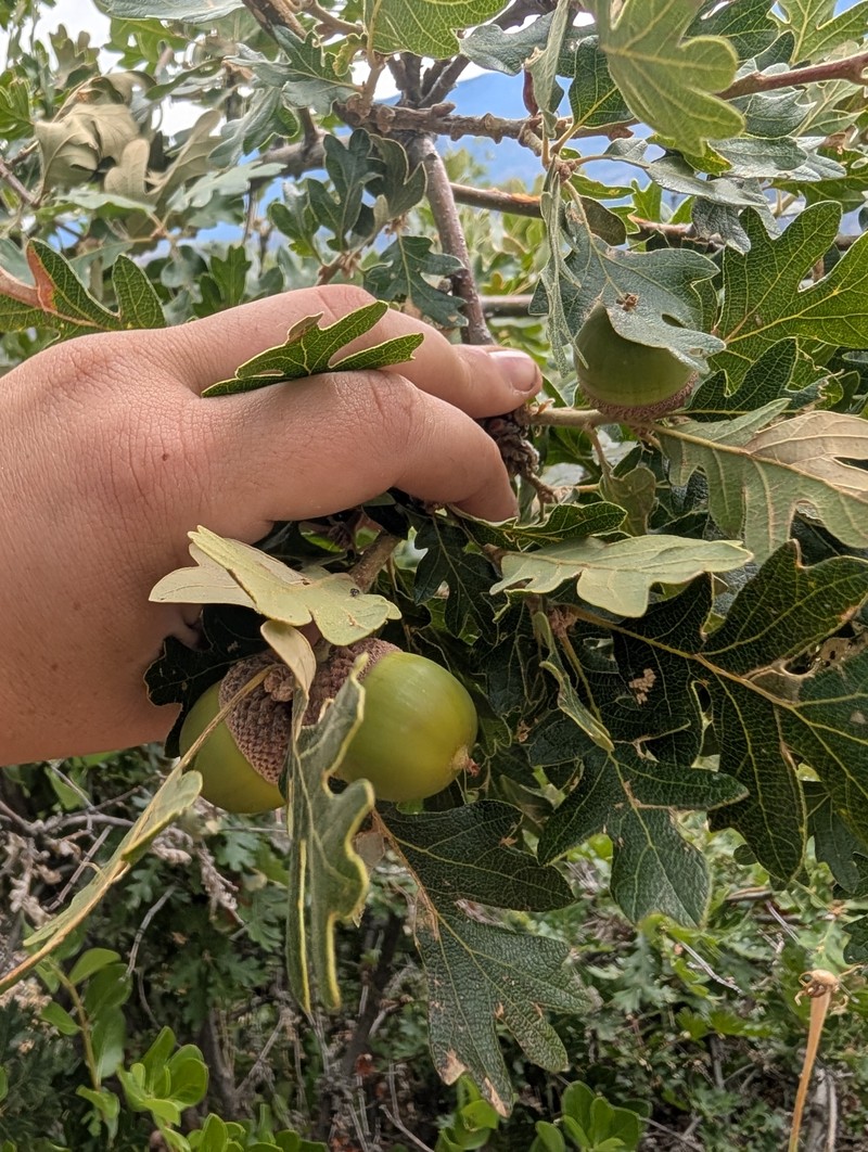 Quercus garryana var. fruticosa photo 6