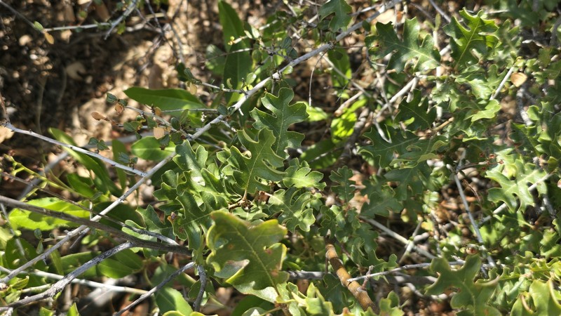 Quercus garryana var. fruticosa photo 7