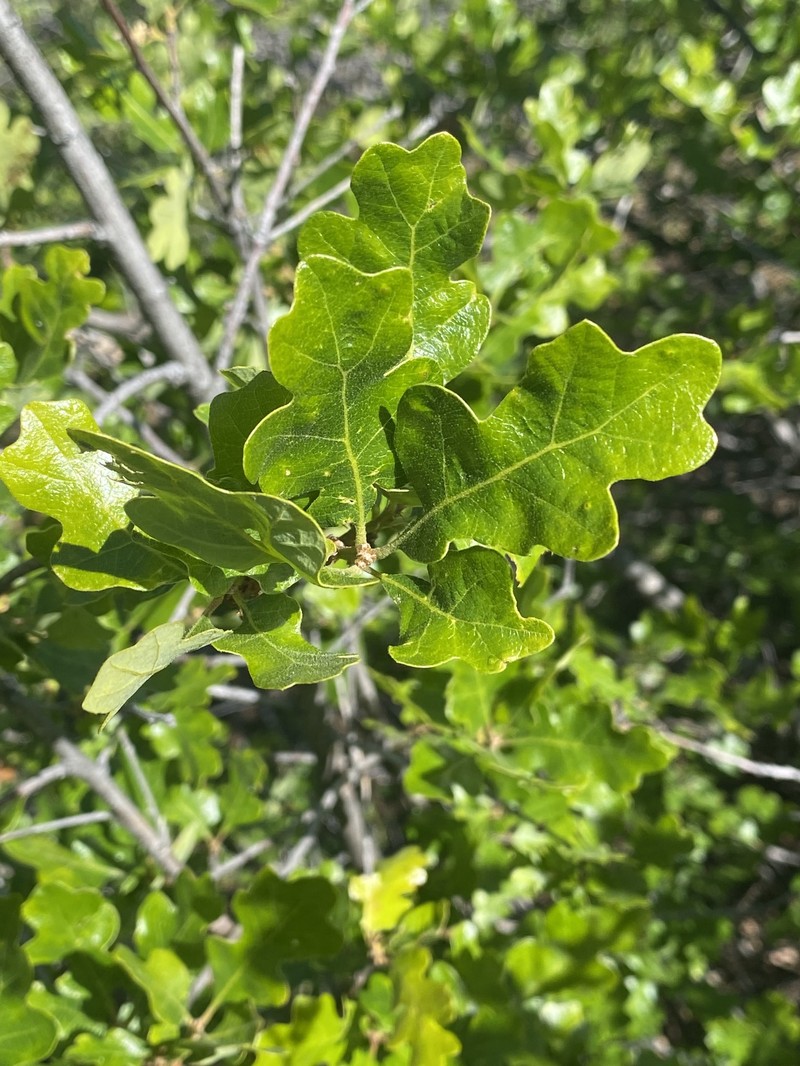 Quercus garryana var. fruticosa photo 8