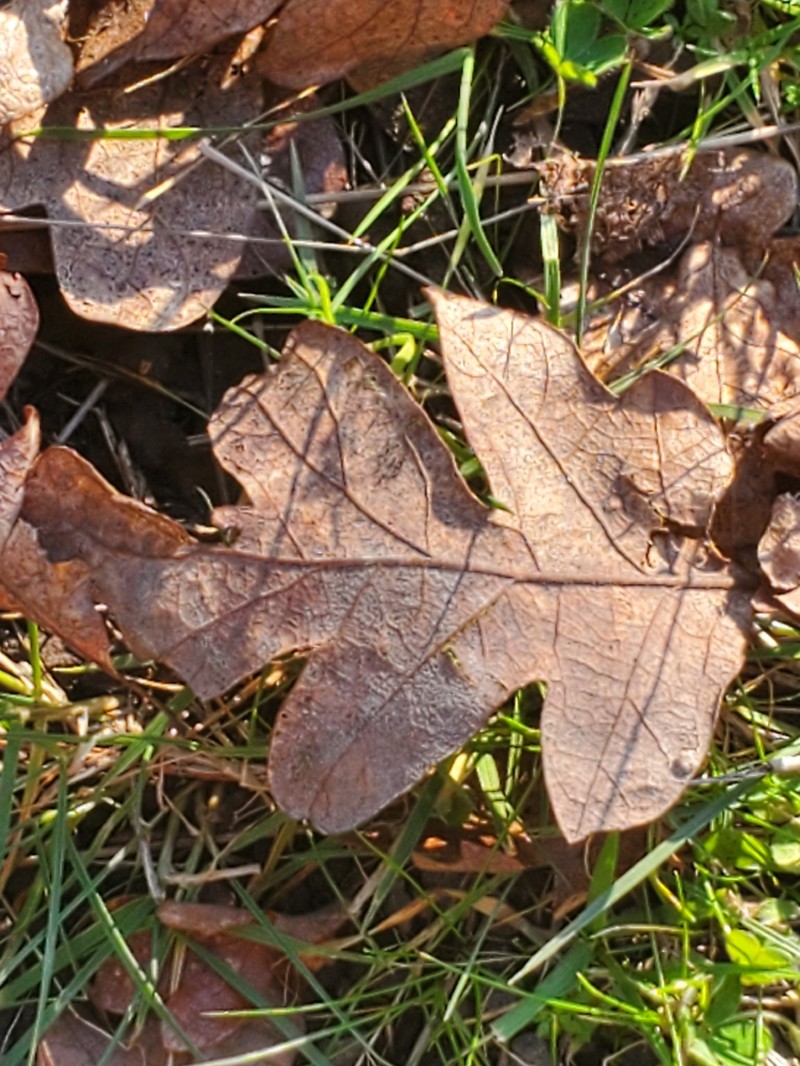 Quercus garryana var. garryana