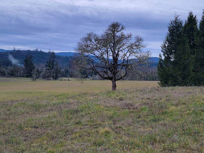 Quercus garryana var. garryana photo 2