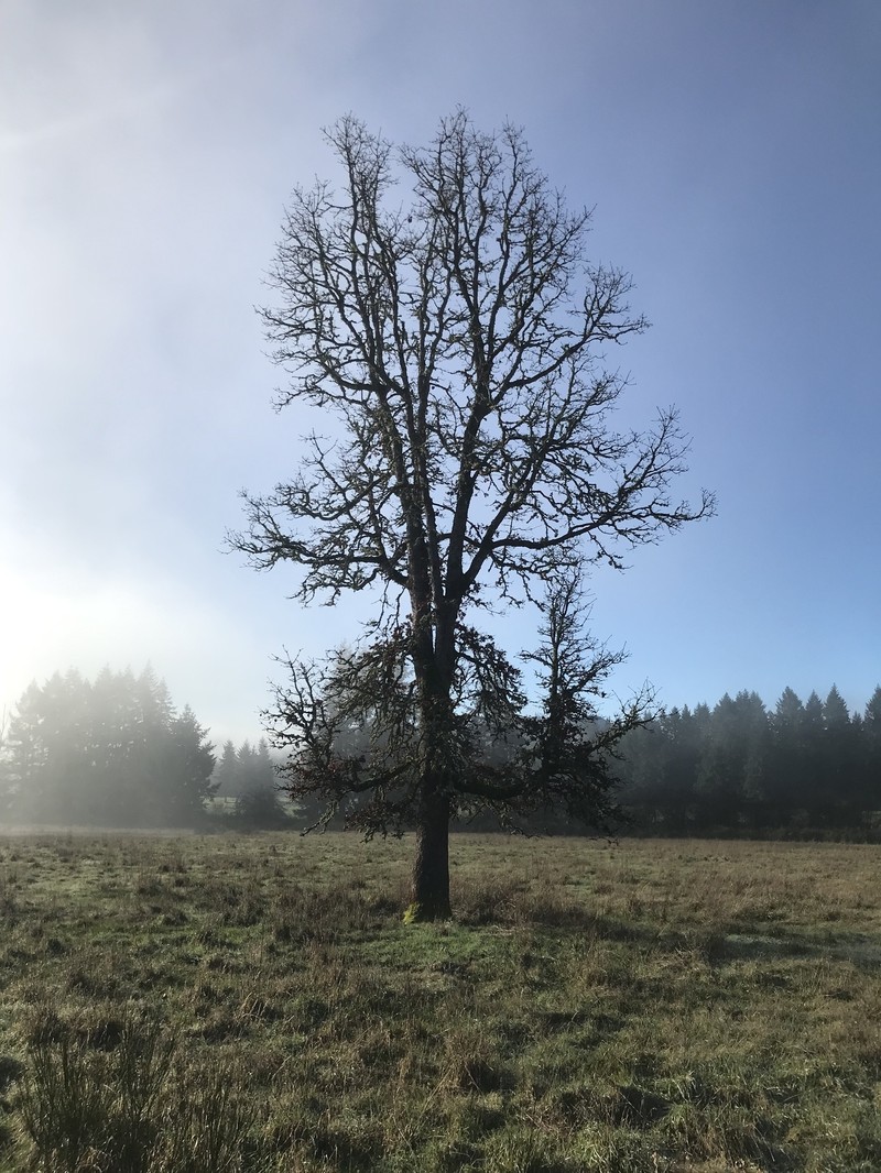 Quercus garryana var. garryana photo 4