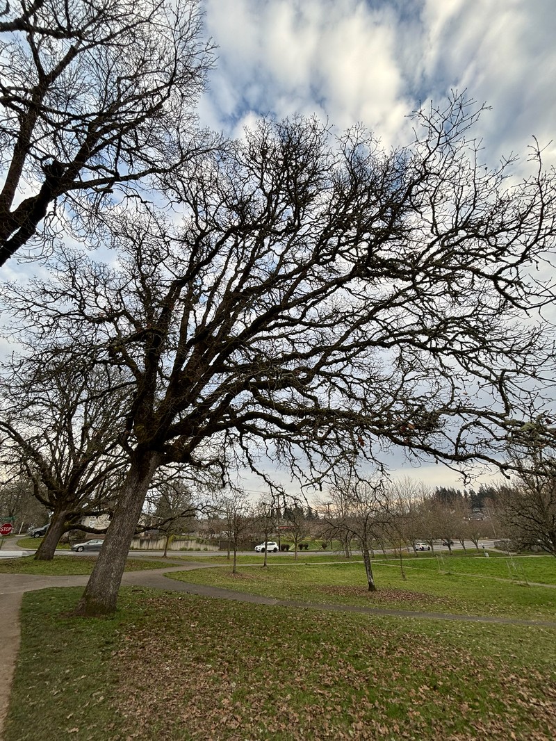 Quercus garryana var. garryana photo 5