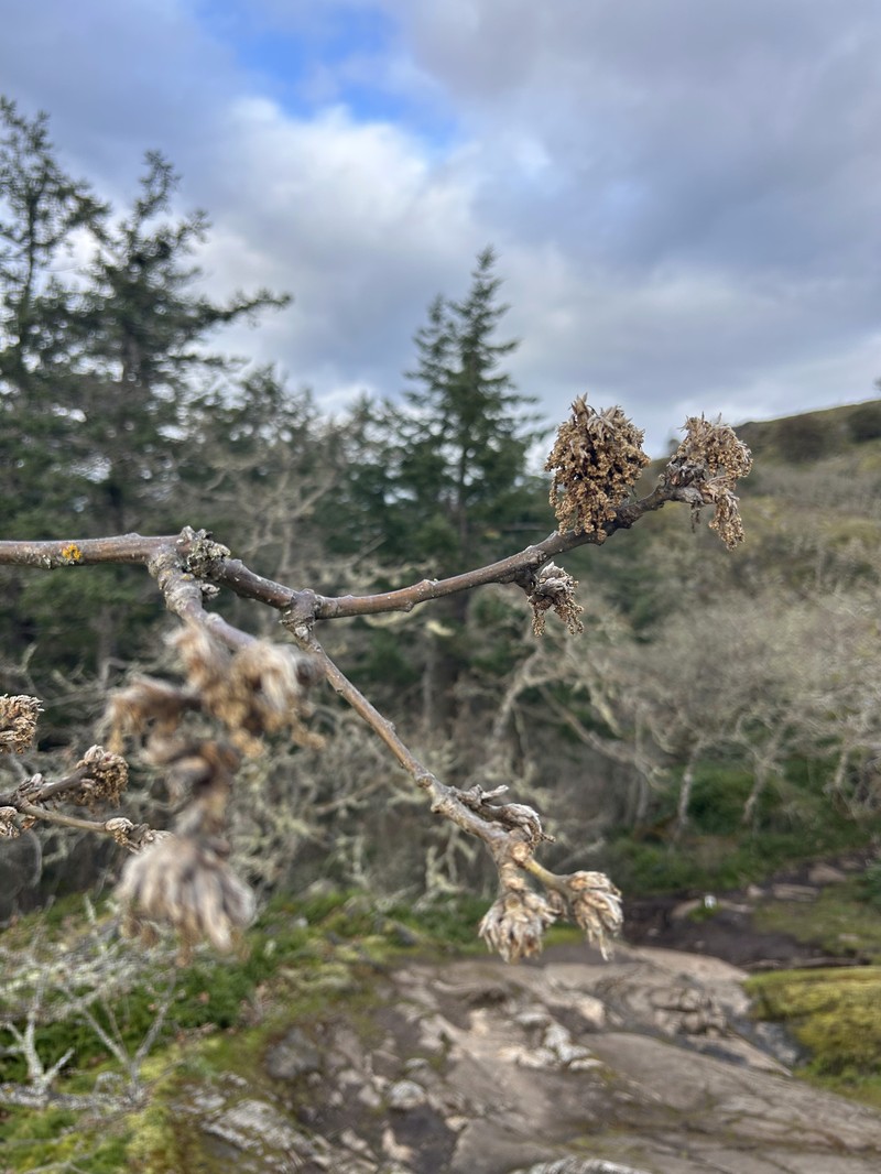 Quercus garryana var. garryana photo 6