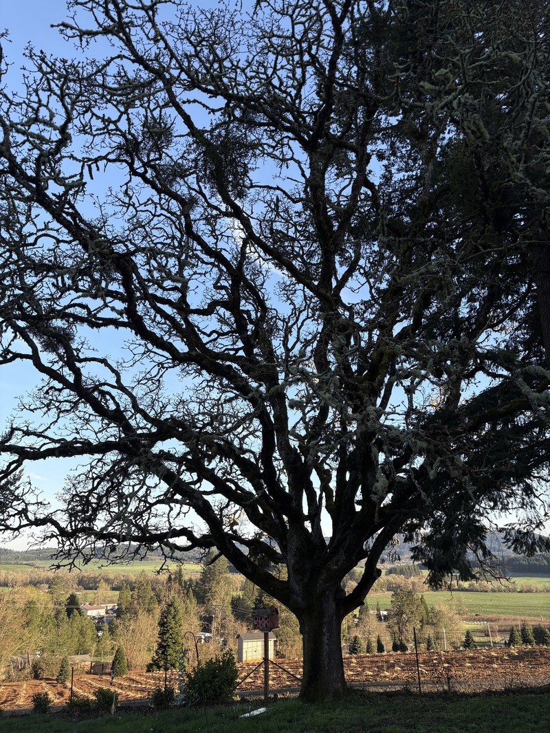 Quercus garryana var. garryana photo 8