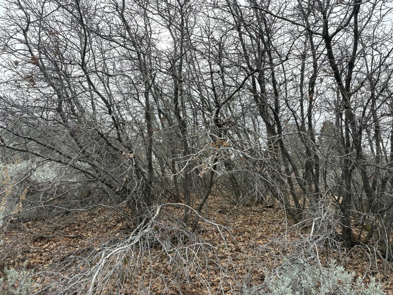 Quercus garryana var. semota