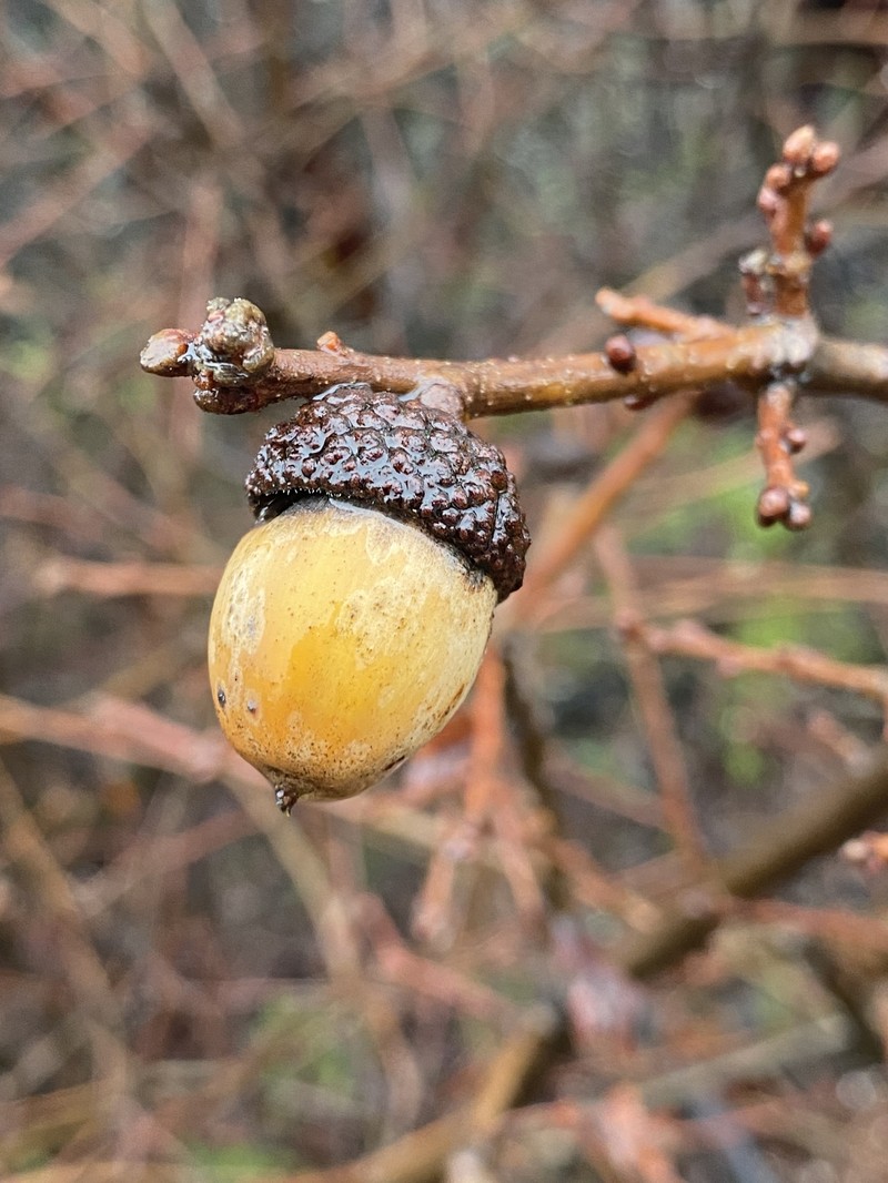Quercus garryana var. semota photo 2