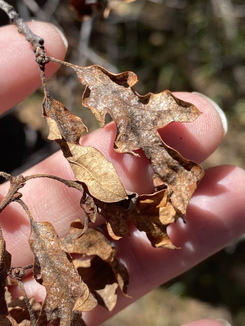 Quercus garryana var. semota photo 3