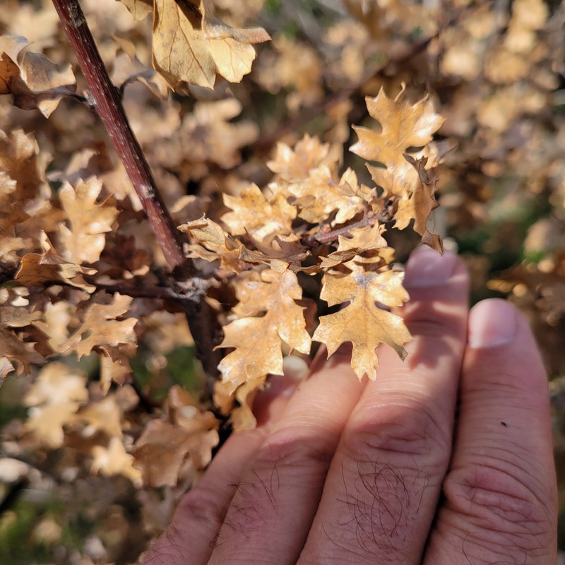 Quercus garryana var. semota photo 4