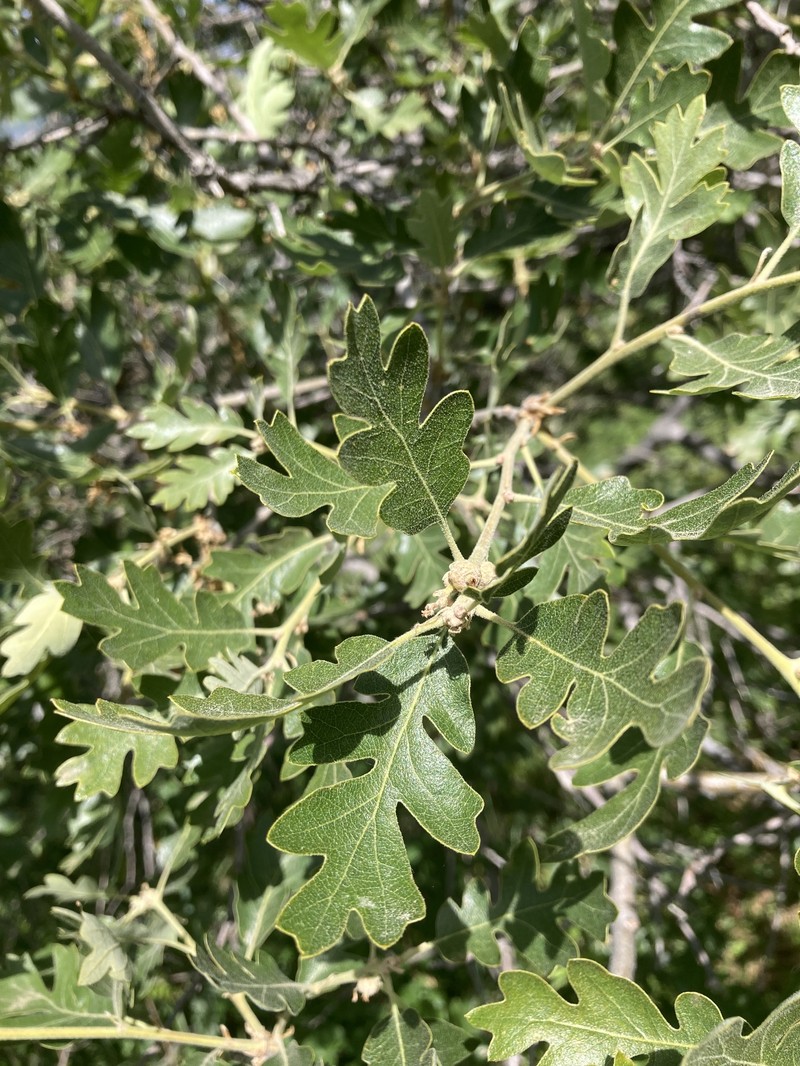 Quercus garryana var. semota photo 5