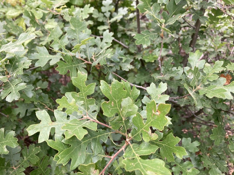 Quercus garryana var. semota photo 6