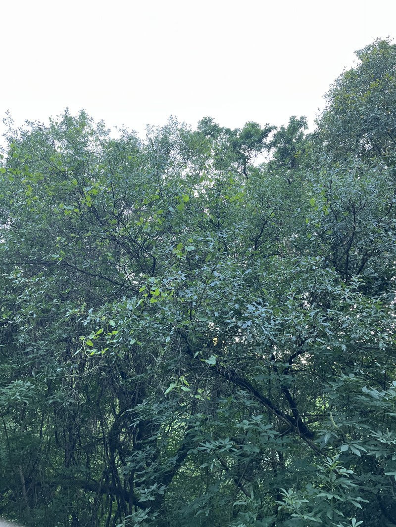 Quercus garryana var. semota photo 8