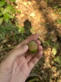 Quercus gemelliflora