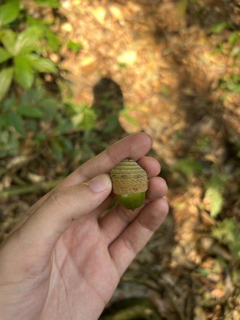 Quercus gemelliflora