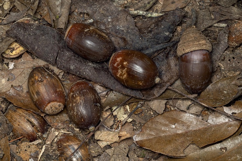 Quercus gemelliflora photo 2