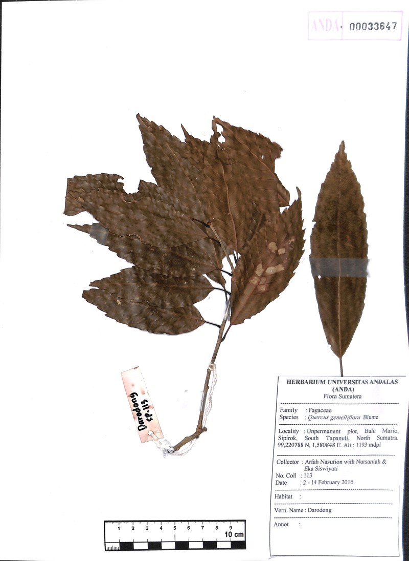 Quercus gemelliflora photo 4