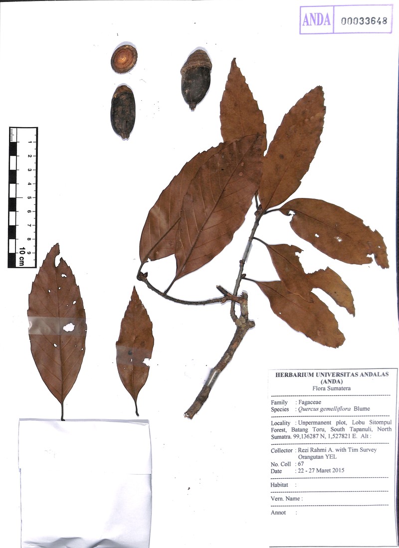 Quercus gemelliflora photo 5