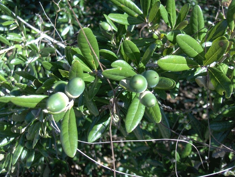 Sand Live Oak