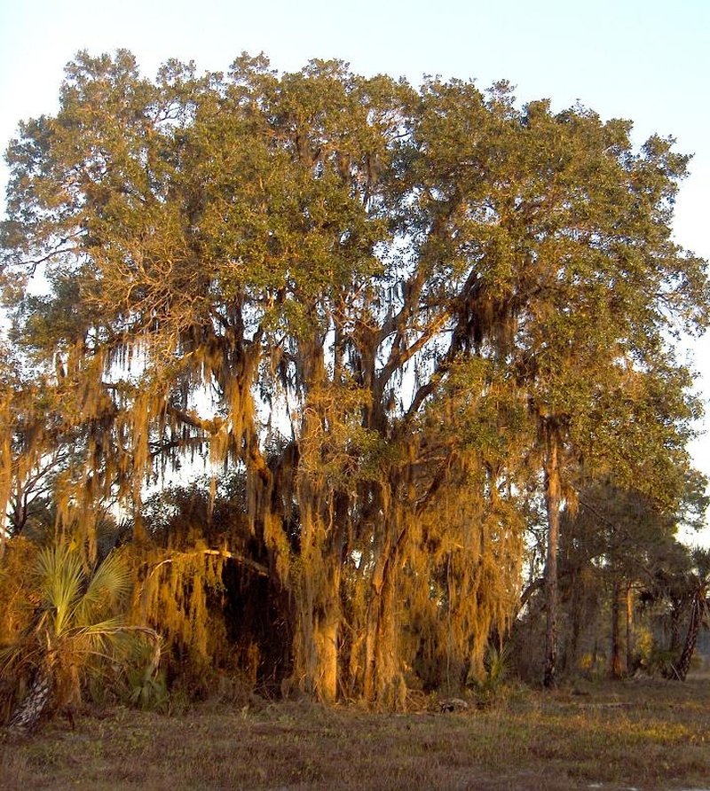 Sand Live Oak photo 3