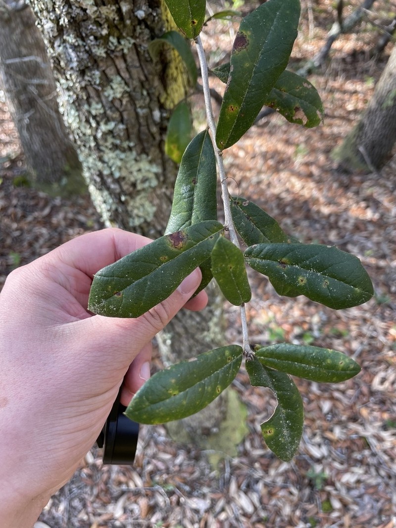 Sand Live Oak photo 4