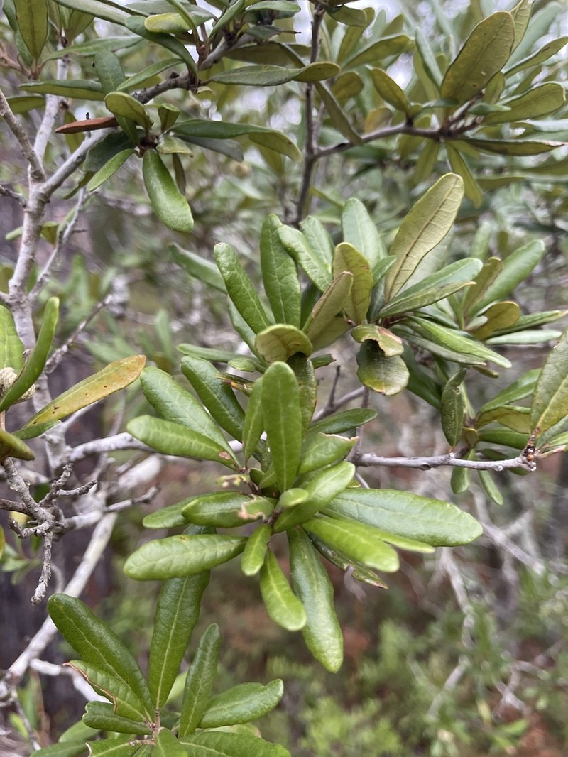 Sand Live Oak photo 5