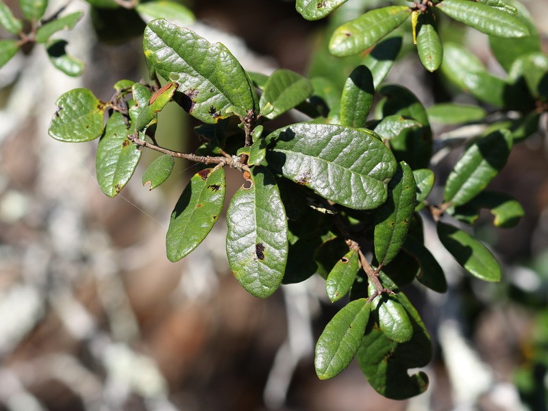 Sand Live Oak photo 6