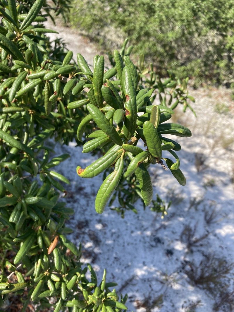 Sand Live Oak photo 7
