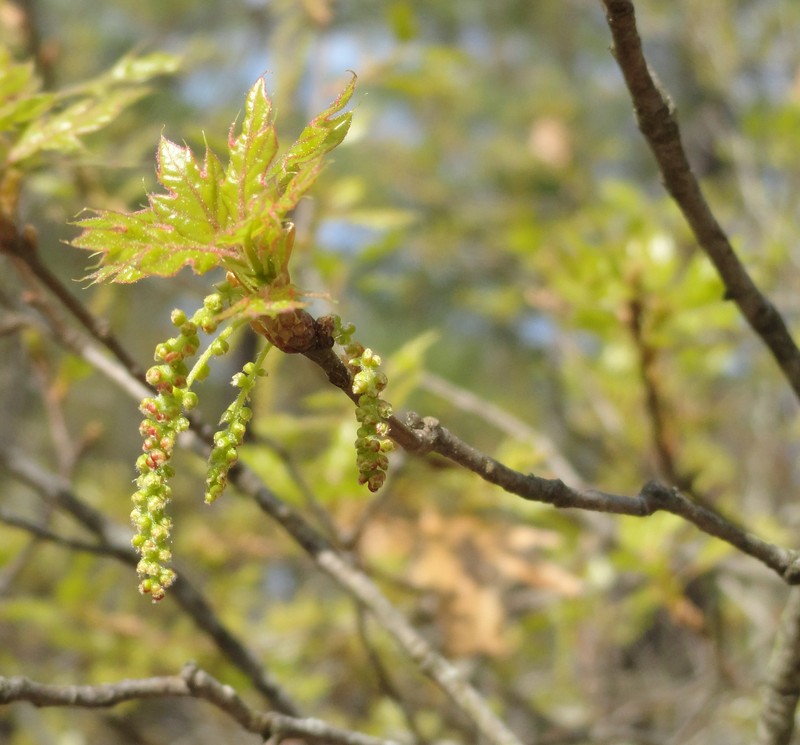 Georgia Oak photo 6