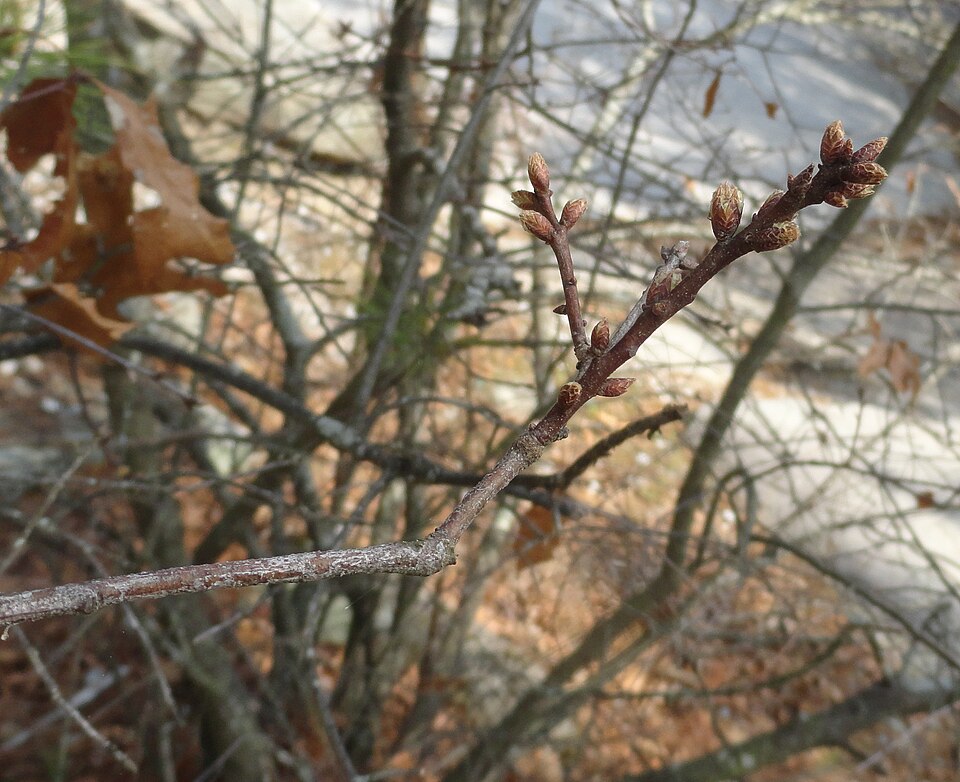 Georgia Oak photo 7