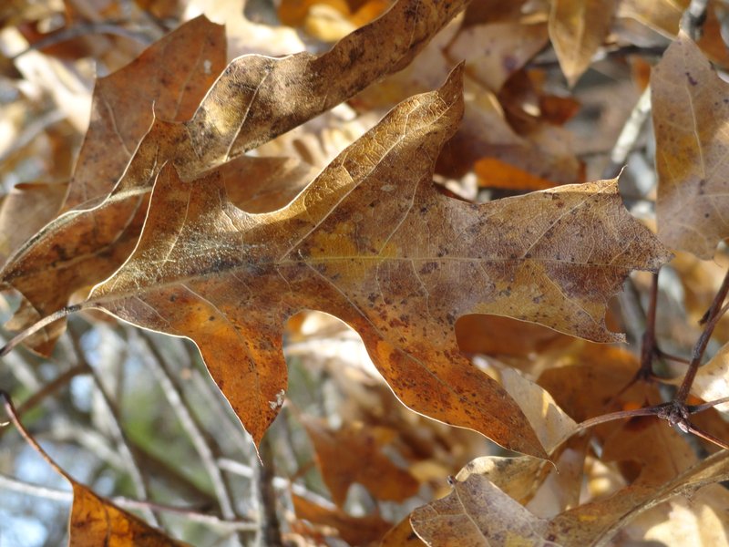 Georgia Oak photo 8