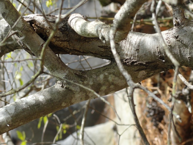 Georgia Oak photo 2