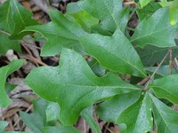 Georgia Oak