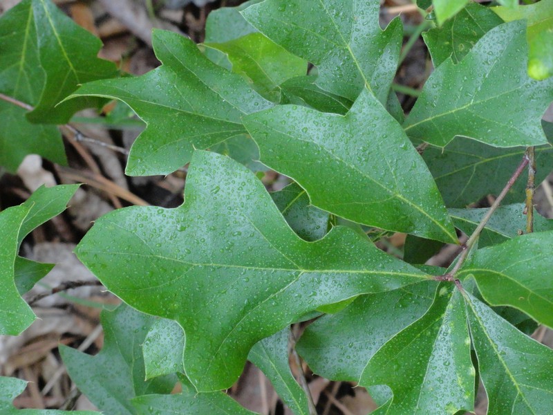Georgia Oak