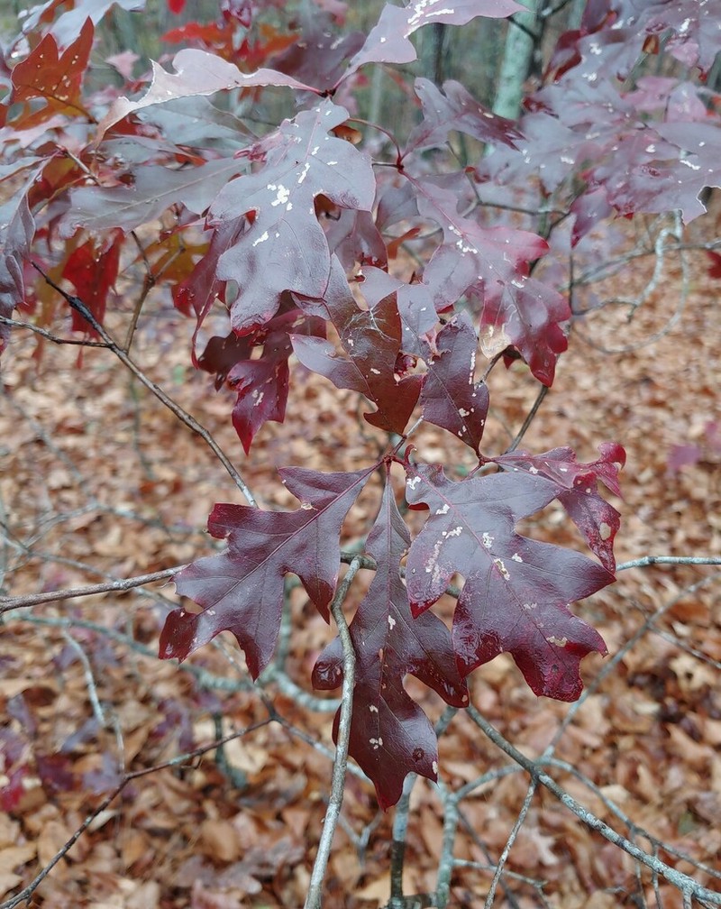 Georgia Oak photo 6