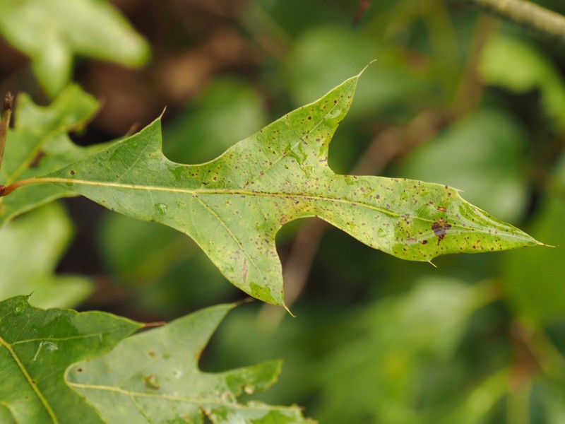 Georgia Oak photo 7