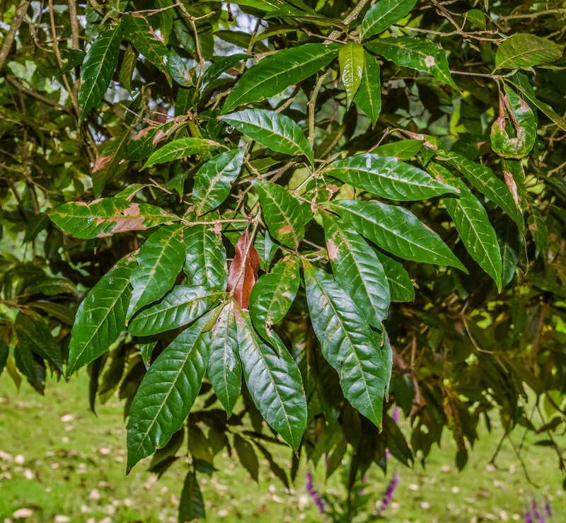 Quercus germana