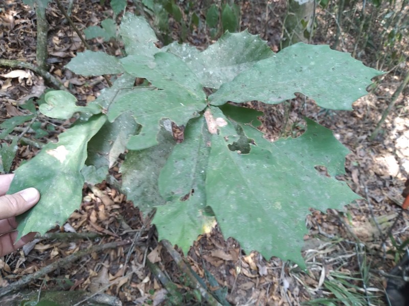 Quercus germana photo 2