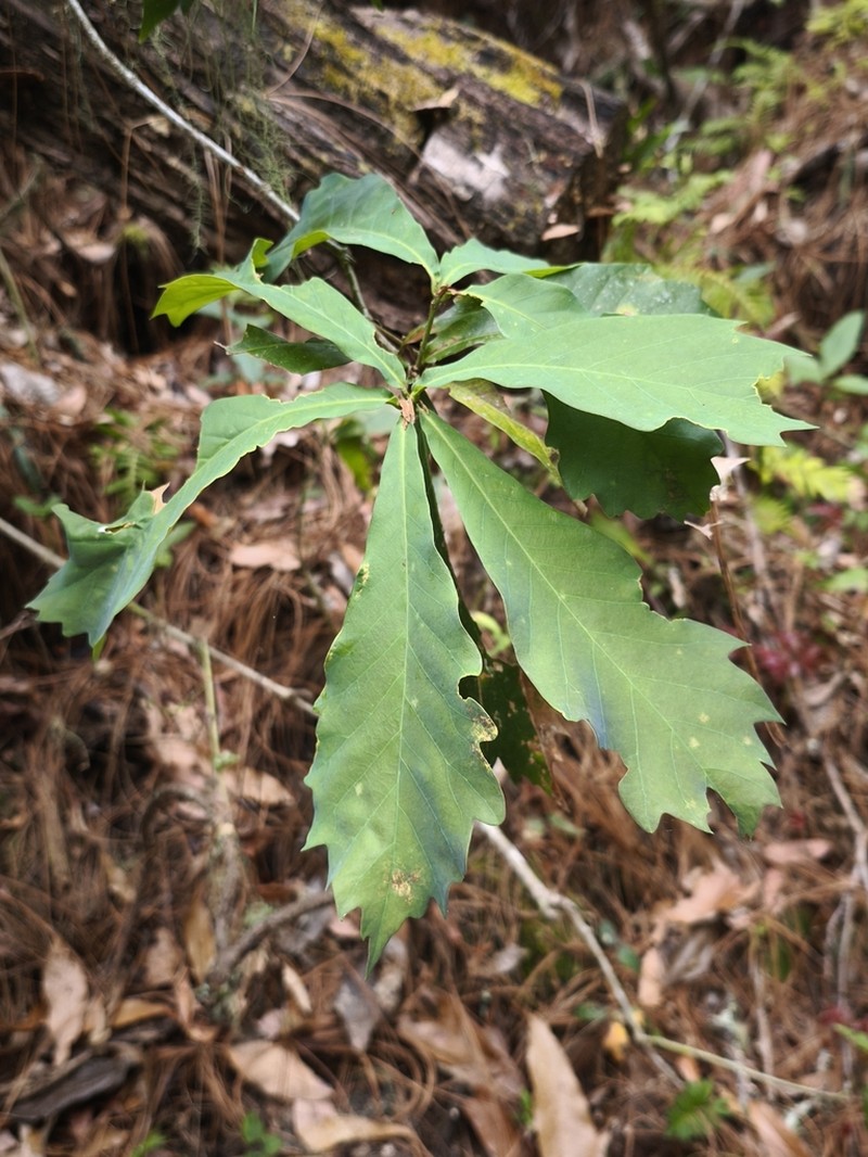 Quercus germana photo 4