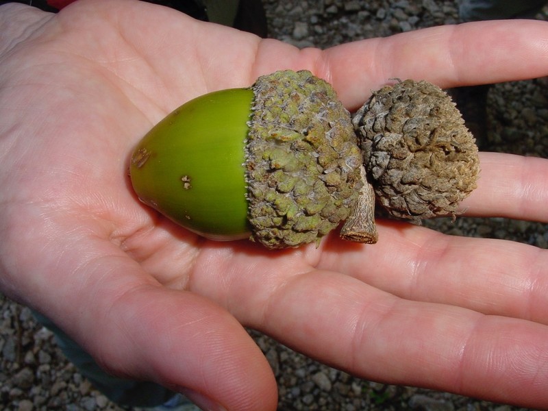 Quercus germana photo 5