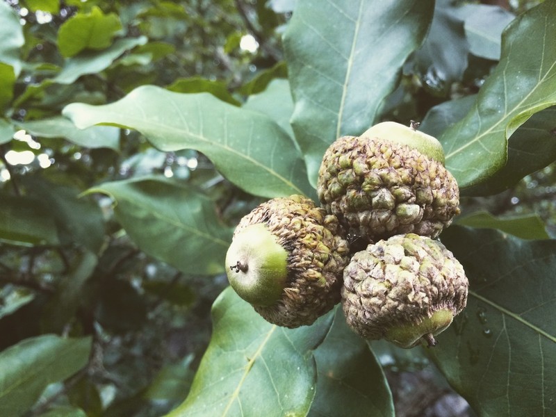 Quercus germana photo 6
