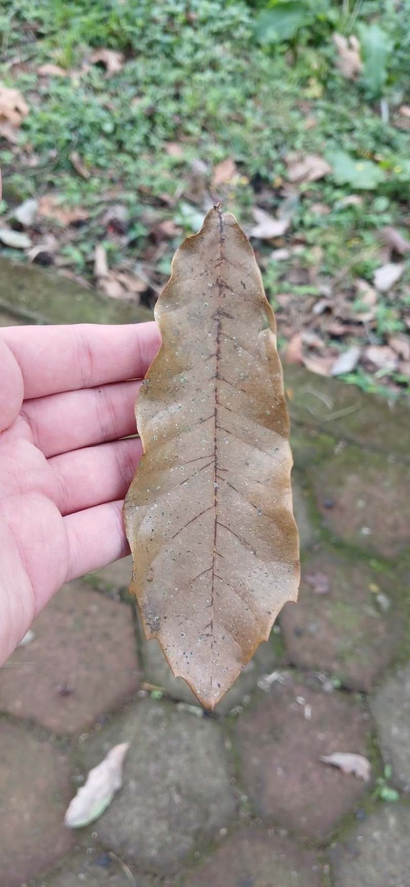 Quercus germana photo 7