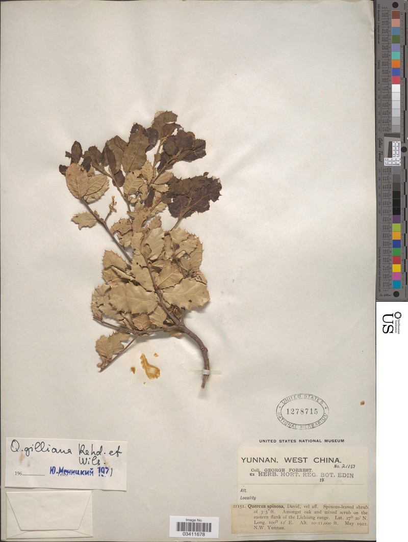 Quercus gilliana