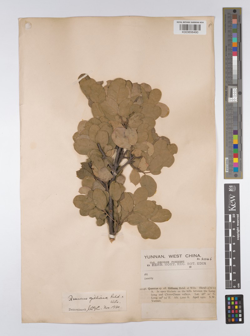 Quercus gilliana photo 2