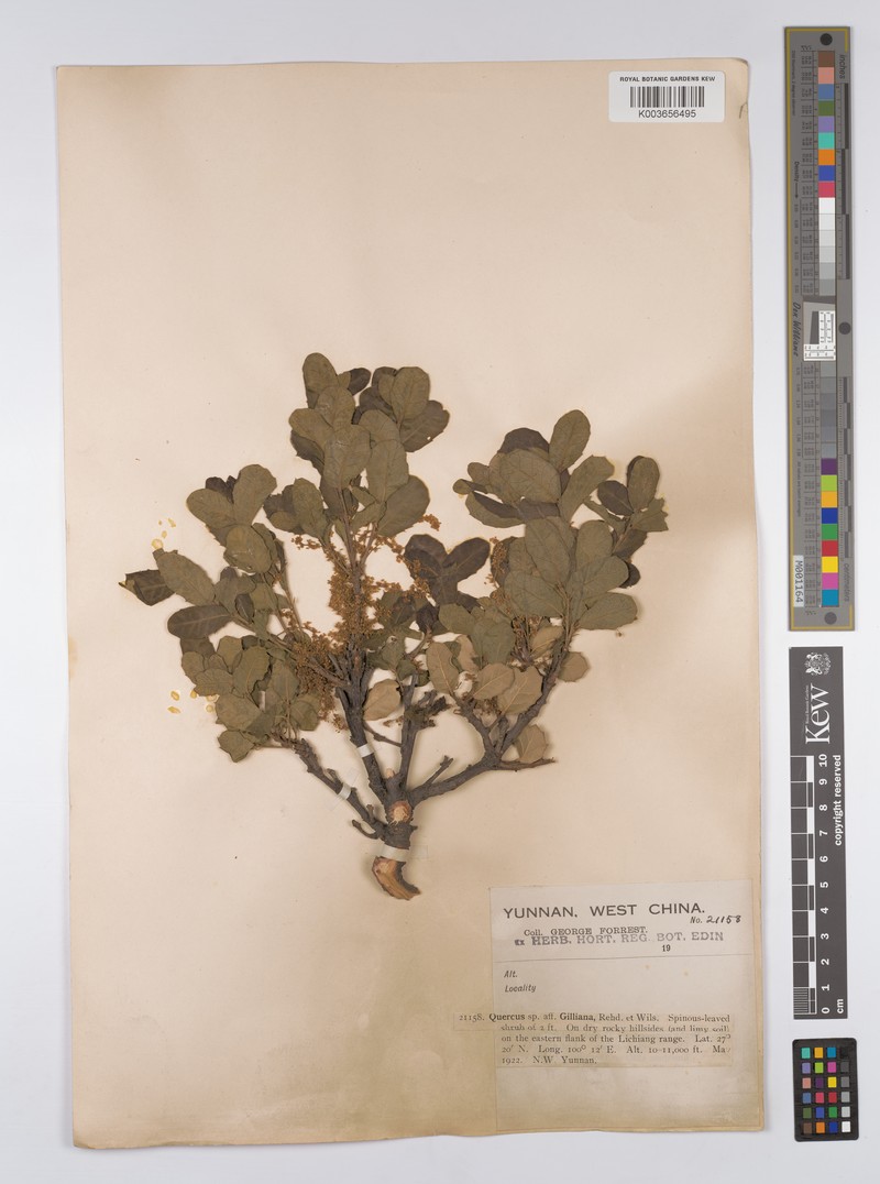 Quercus gilliana photo 3