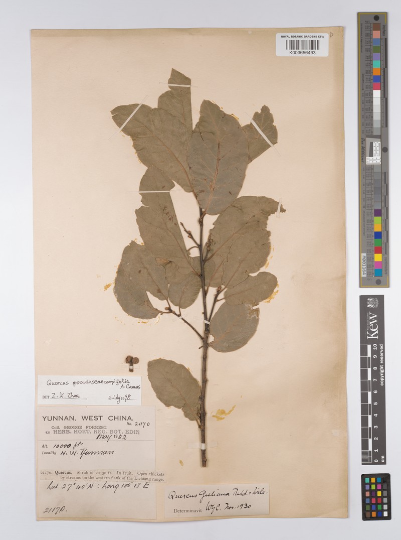 Quercus gilliana photo 4