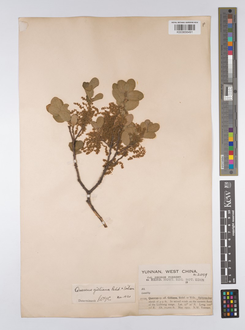 Quercus gilliana photo 5