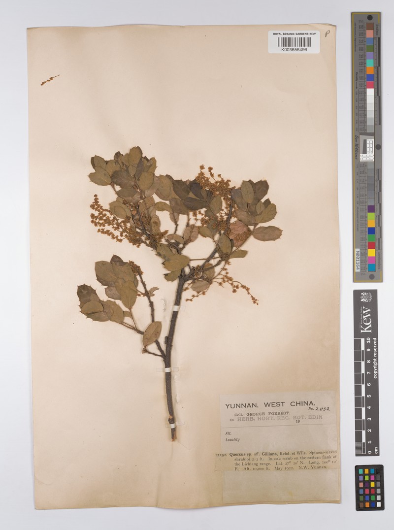 Quercus gilliana photo 6