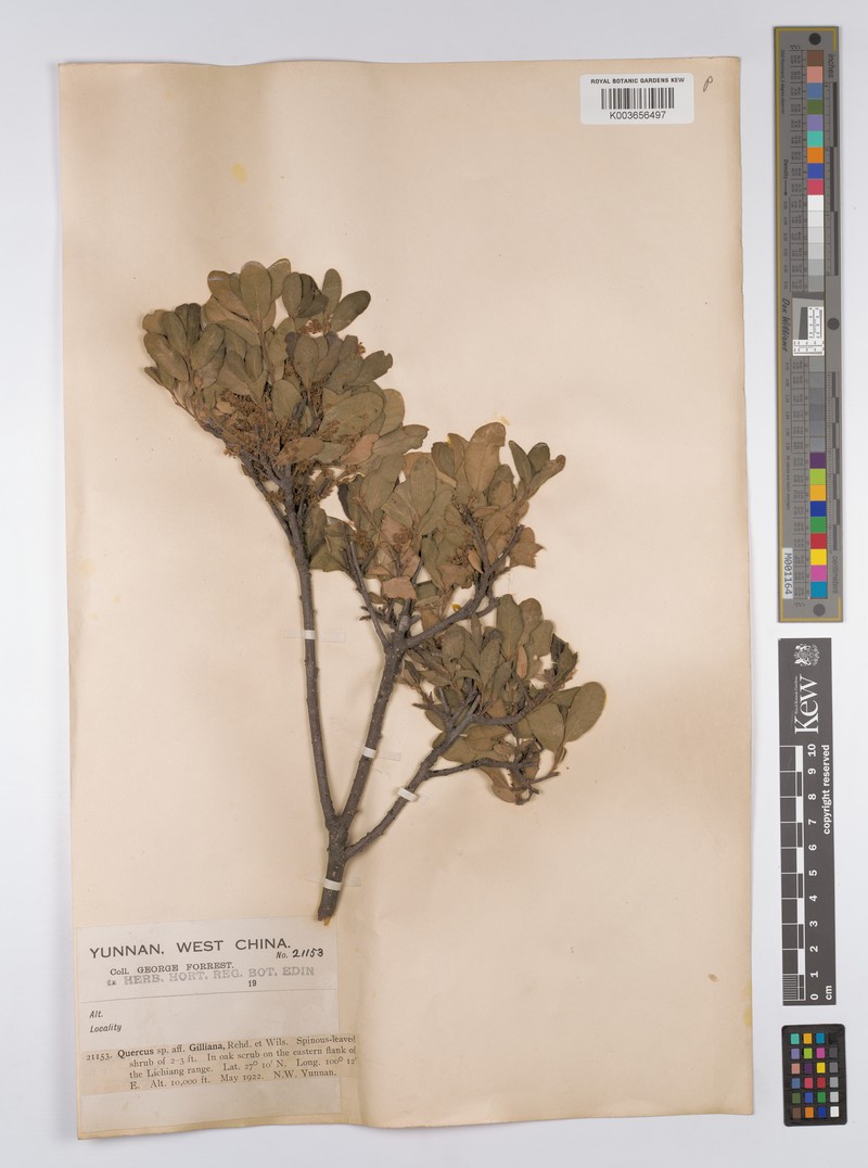 Quercus gilliana photo 7