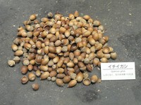 Quercus gilva